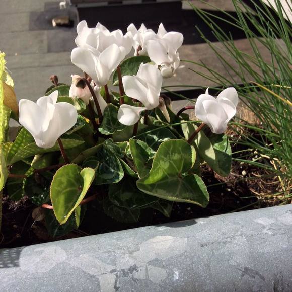 Meet your Posher, Lola - Picture 1 of 1